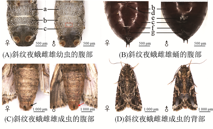 斜纹夜蛾雌雄的鉴别